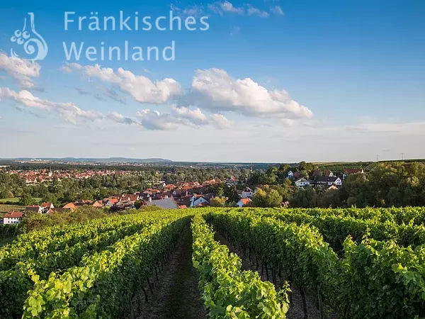 Blick über Weinberge auf Dettelbach