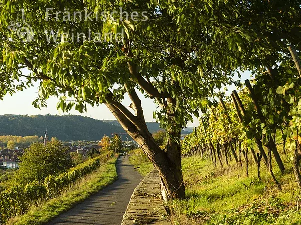 Wandern in den Weinbergen bei Eibelstadt