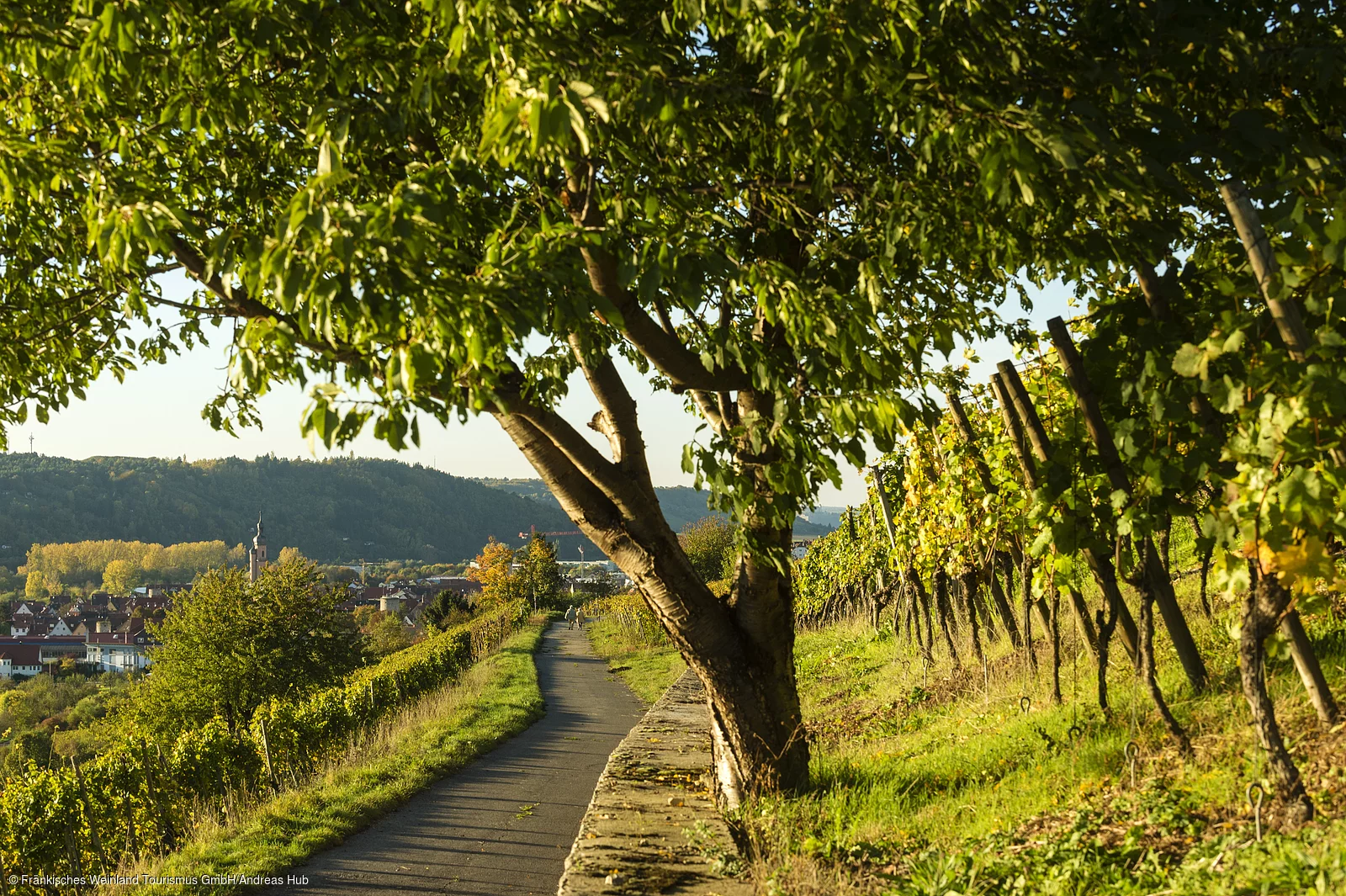 Wandern in den Weinbergen bei Eibelstadt